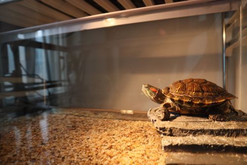 Placement Of A Tortoise In Your Home As Per Vastu Shastra